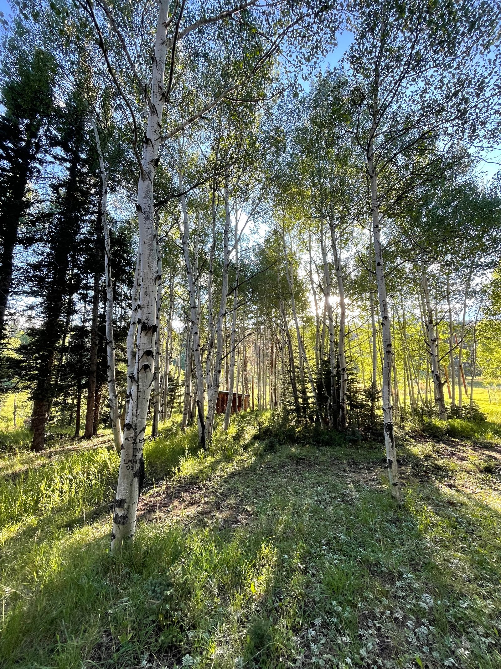Aspen grove in late afternoon light