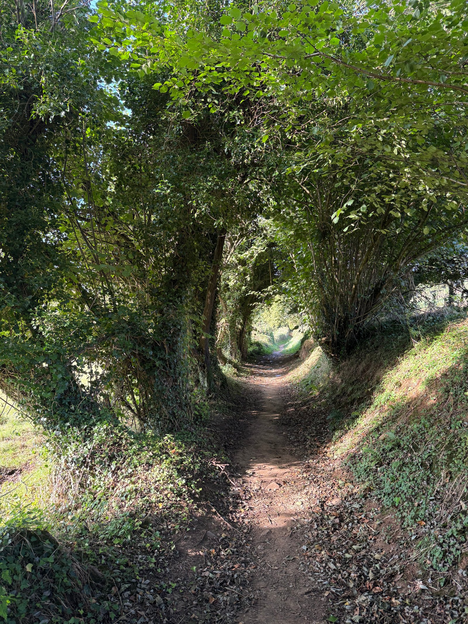 A tunnel of trees on the pilgrim's path